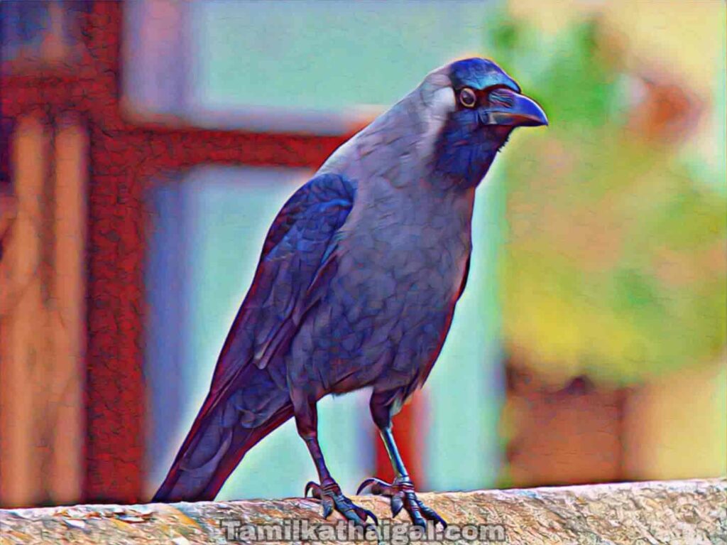 Crow tamil kathaigal 1